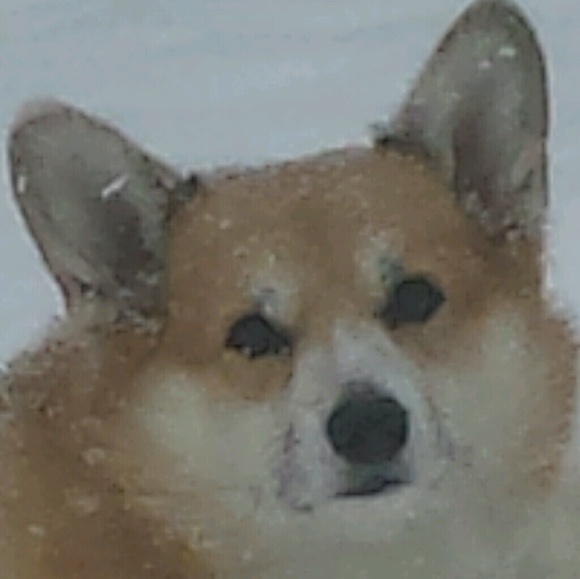 corgilvr